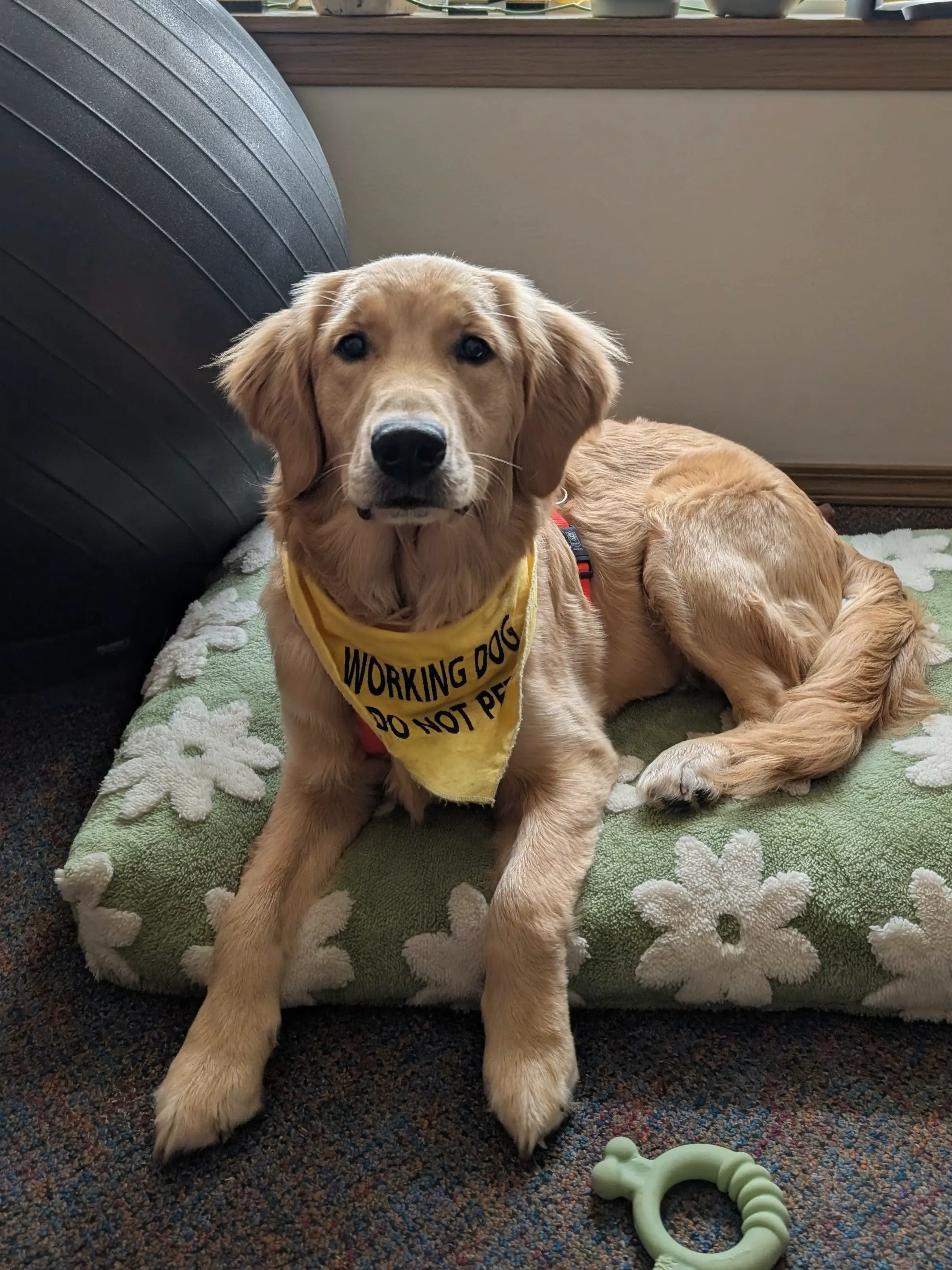 Basil the therapy dog